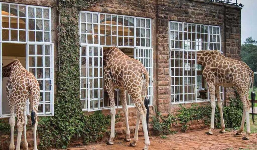 Three giraffes peer through the large windows of a stone building covered in ivy, appearing to be curious about the inside.