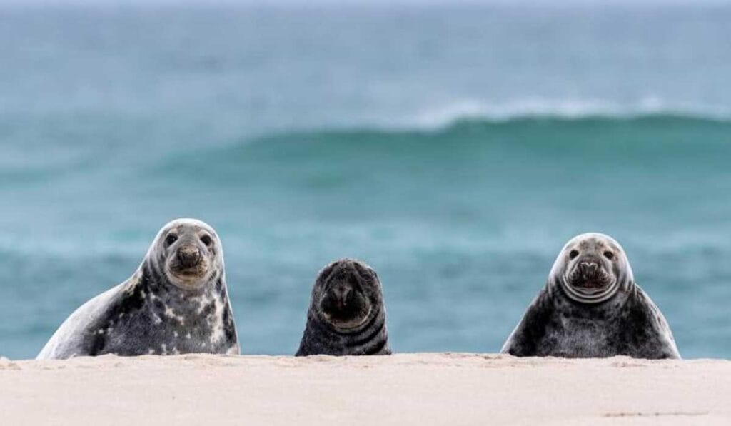 Three seals lie on the sandy shore with the ocean in the background.